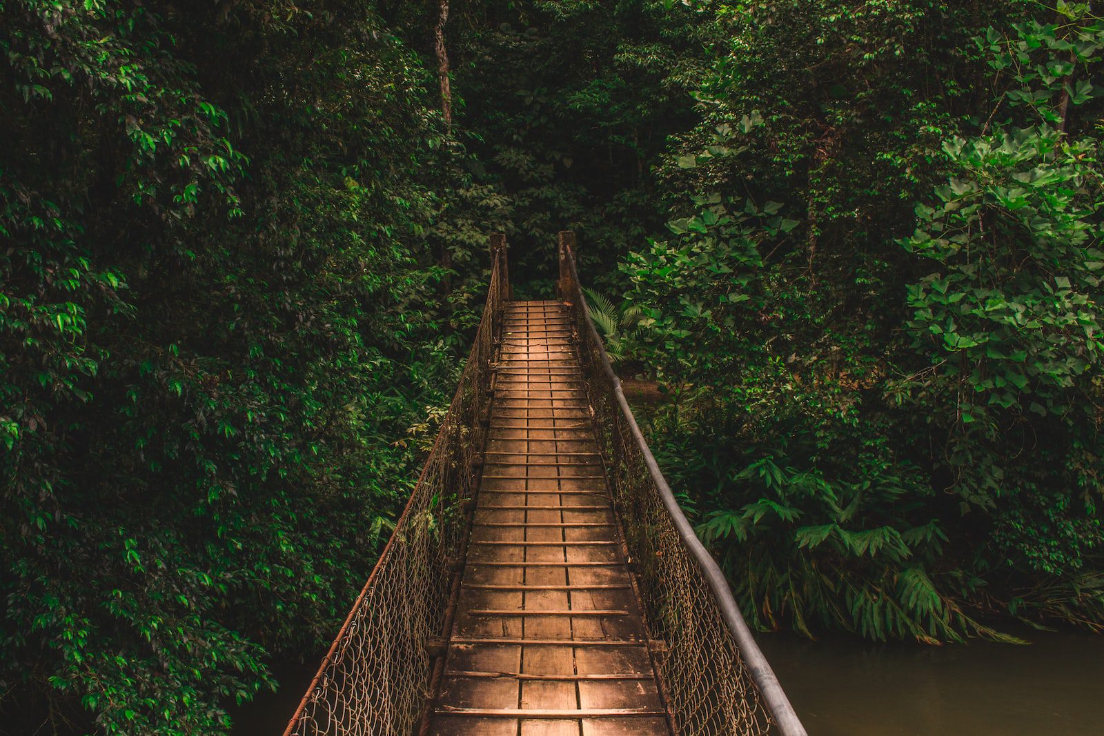 rope bridge in a forest